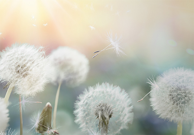 Las alergias, el gran enemigo a batir